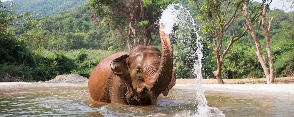Ethical elephant sanctuary in Pattaya